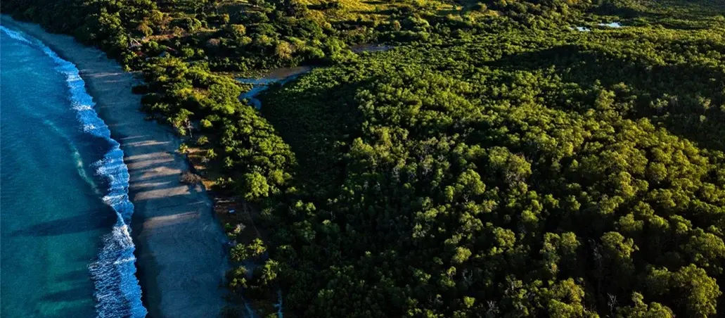 Vista aérea de playa con olas y un extenso bosque verde al lado.
